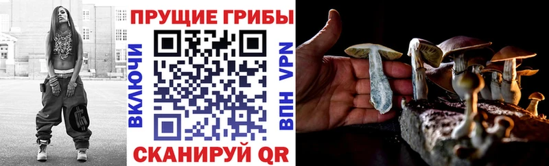 где можно купить наркотик  Кедровый  Галлюциногенные грибы мицелий 